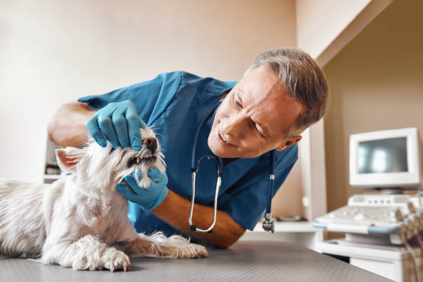 Best Emergency Root Canal Therapy in High Bridge, WA